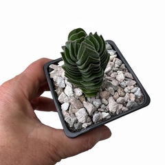 Crassula Templo de Buda - comprar online