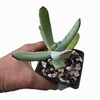 Cotyledon orbiculata Long Fingers