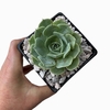 Echeveria Lime