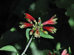 Flor de papagayo (Alstroemeria psittacina) en internet