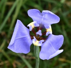 Lirio Celeste (Cypella coelestis) - comprar online