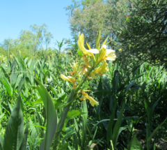 Achira Amarilla (Canna glauca) - comprar online