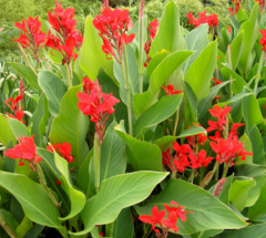 Achira Roja (Canna indica) - comprar online