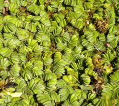 Acordeón de Agua (Salvinia auriculata) - comprar online