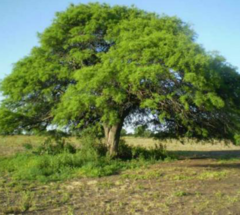 Algarrobo Blanco (Prosopis alba) - comprar online