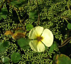 Amapola de Agua (Hydrocleys nymphoides) - comprar online