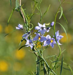 Amor Porteño (Solanum amygdalifolium) - comprar online