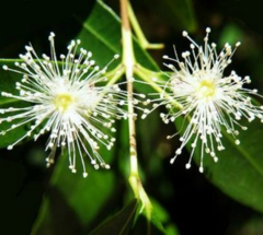 Anacahuita (Blepharocalyx salicifolius) en internet