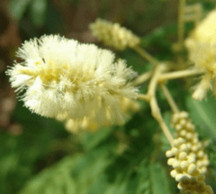 Ñapindá - Uña de Gato (Acacia bonariensis) - comprar online