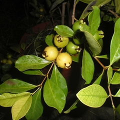 Arazá Amarillo (Psidium cattleianum)