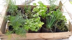 Combo de plantines de aromáticas y de huerta (10 unidades) - comprar online