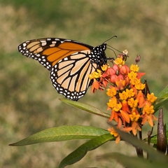 Flor de Sangre (Asclepias curassavica) - comprar online