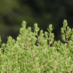Chilca Dracuncunifolia (Baccharis dracuncunifolia)