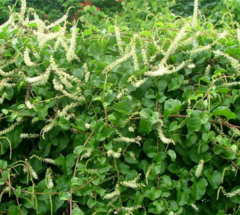 Brotal (Anredera cordifolia) - comprar online