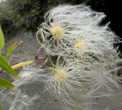 Cabello de Ángel (Clematis montevidiensis) - comprar online