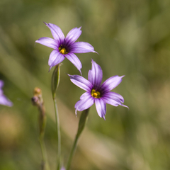 Canchalagua (Sisyrinchum platense)