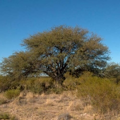 Calden (Prosopis caldenia)