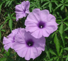 Campanilla Lila (Ipomoea cairica) - comprar online