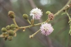 Carpinchera (Mimosa pigra) - comprar online