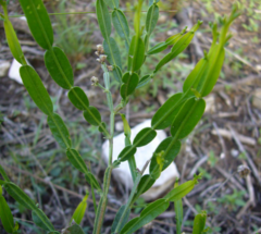 Carquejilla (Baccharis articulata) - comprar online