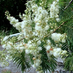 Cebil Colorado (Anadenanthera colubrina)