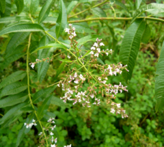 Cedrón (Aloysia citrodora) - comprar online