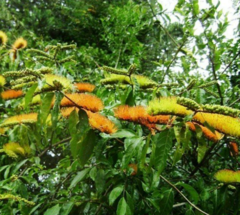 Cepillo de Mono (Combretum fruticosum) - comprar online