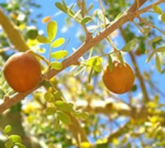 Chañar (Geoffroea decorticans) en internet