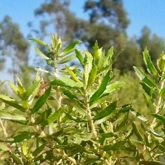 Chilca Dracuncunifolia (Baccharis dracuncunifolia) - comprar online