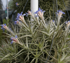 Clavel del Aire Bola (Tillandsia bergeri) - comprar online