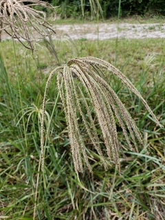 Cloris (Eustachys distichophylla) - comprar online