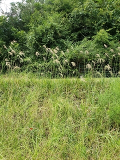 Cloris (Eustachys distichophylla) en internet