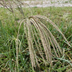 Cloris (Eustachys distichophylla)