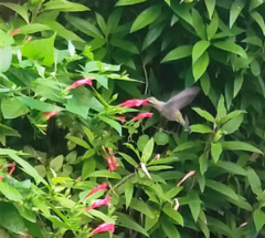 Combo de Plantas Nativas para atraer Mariposas y Colibríes