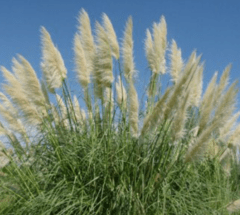 Cortadera - Pampa Grass (Cortaderia selloana) - comprar online