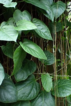 Cortina del Cielo (Cissus verticilata) - comprar online