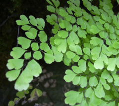 Culandrillo - Culantrillo (Adiantum sp.) - comprar online