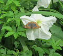 Dama de Noche (Ipomoea alba) - comprar online