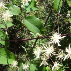 Cabello de Angel (Clematis bonariensis)