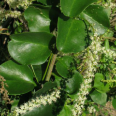 Brotal (Anredera cordifolia)