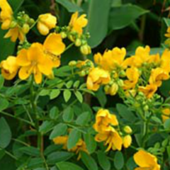 Sen del Campo (Senna corymbosa)