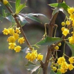 Calafate del Norte - Espina Amarilla (Berberis ruscifolia)