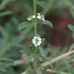 Poleo - Incayuyo (Lippia turbinata)