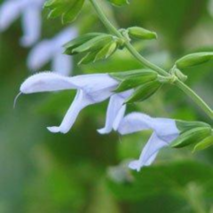 Salvia Guaranitica Celeste (Salvia guaranitica Var. Argentine Skies)