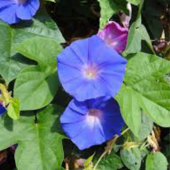 Campanilla Azul (Ipomoea indica)