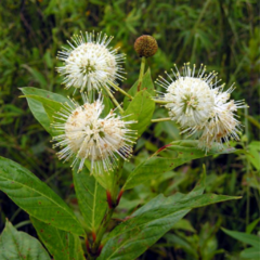 Sarandí Colorado (Cephalanthus glabratus) - comprar online