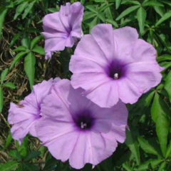 Campanilla Lila (Ipomoea cairica)