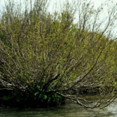 Sarandí Blanco (Phyllanthus sellowianus)