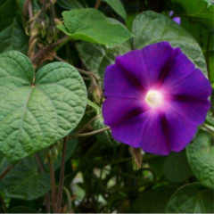 Campanilla Púrpura (Ipomoea purpurea) - comprar online