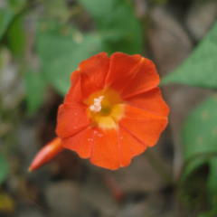 Campanilla Roja (Ipomoea indivisa)